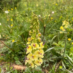 Pedicularis torta