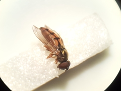 Platycheirus quadratus