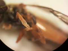 Platycheirus quadratus