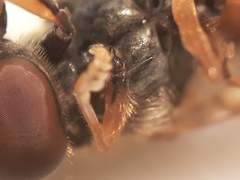 Platycheirus quadratus