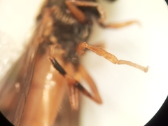 Platycheirus quadratus