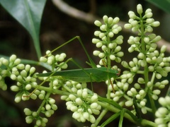 Phaneroptera trigonia