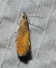 Dichrorampha bittana