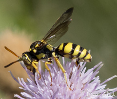 Nomada