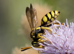 Nomada