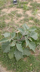 Datura