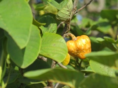 Annona senegalensis