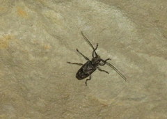 Aegomorphus modestus