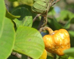 Annona senegalensis