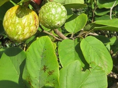 Annona senegalensis