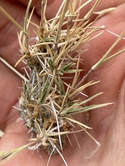 Muhlenbergia pungens