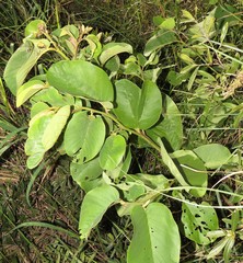 Annona senegalensis