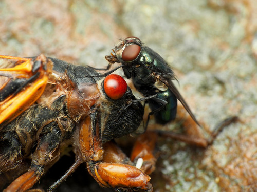 Black Blow Fly photo 3