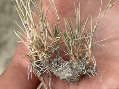 Muhlenbergia pungens