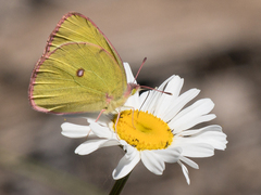 Colias interior