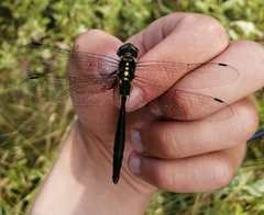 Somatochlora exuberata