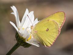 Colias interior