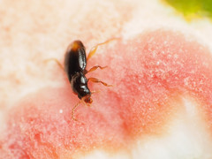 Mioptachys flavicauda