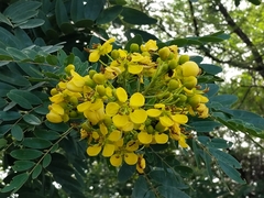 Senna siamea