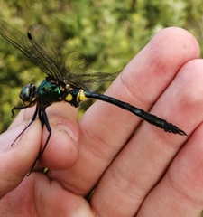 Somatochlora exuberata