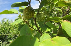Annona senegalensis