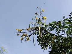 Senna siamea