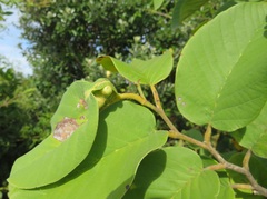 Annona senegalensis