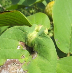 Annona senegalensis