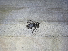 Aegomorphus modestus