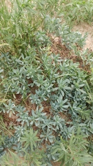 Heliotropium curassavicum