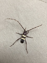 Aethecerinus latecinctus