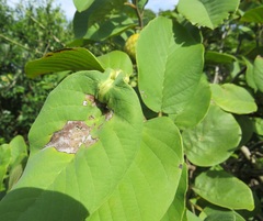 Annona senegalensis