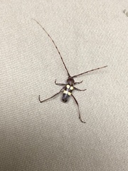 Aethecerinus latecinctus