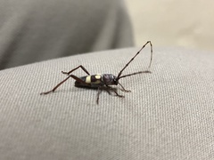 Aethecerinus latecinctus