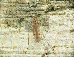 Teucholabis complexa