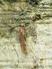 Teucholabis complexa