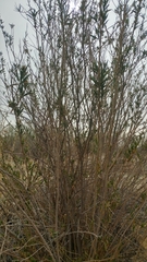 Baccharis salicifolia