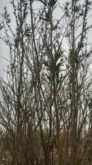 Baccharis salicifolia