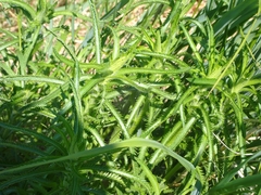 Achillea alpina multiflora