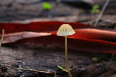 Mycena