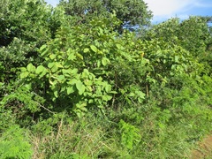Annona senegalensis