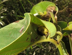 Annona senegalensis
