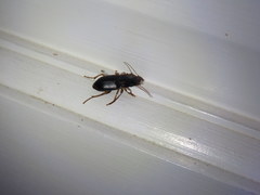 Harpalus pensylvanicus