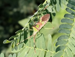 Prismatocerus prominulus
