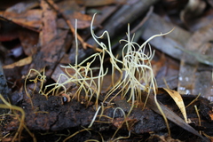 Macrotyphula juncea