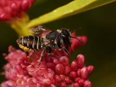 Megachile