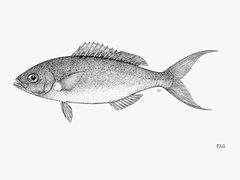 African Forktail Snapper photo 2