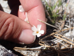 Linanthus pungens