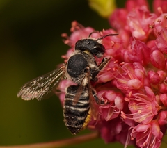Megachile