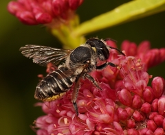 Megachile